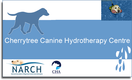 cherrytree hydrotherapy centre canine hydro for dogs kent dog training kent